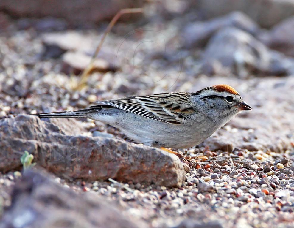 Chipping Sparrow - breeding_8567.jpg