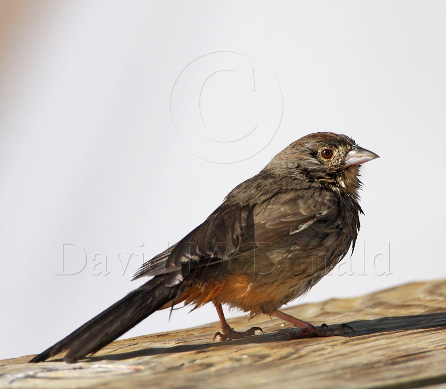 Canyon Towhee_8693.jpg