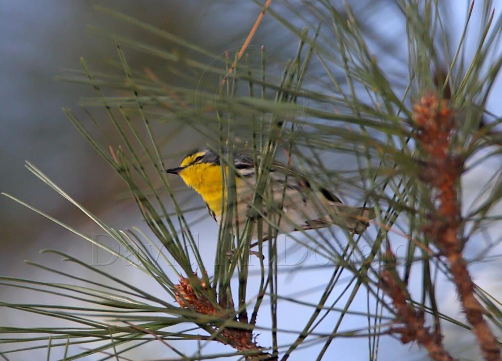 Graces Warbler_9136.jpg