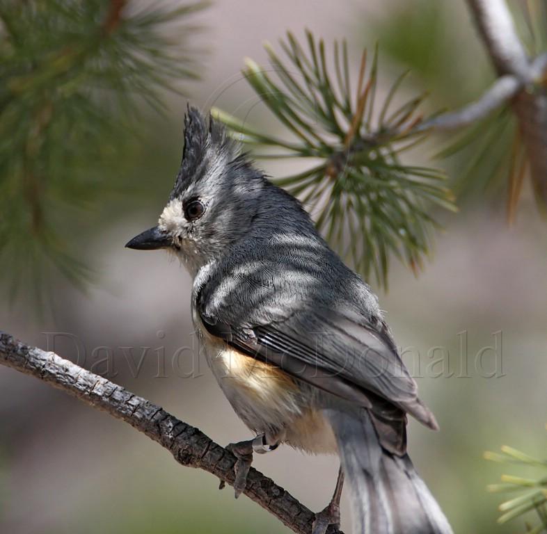 Black-crested Titmouse_8887.jpg