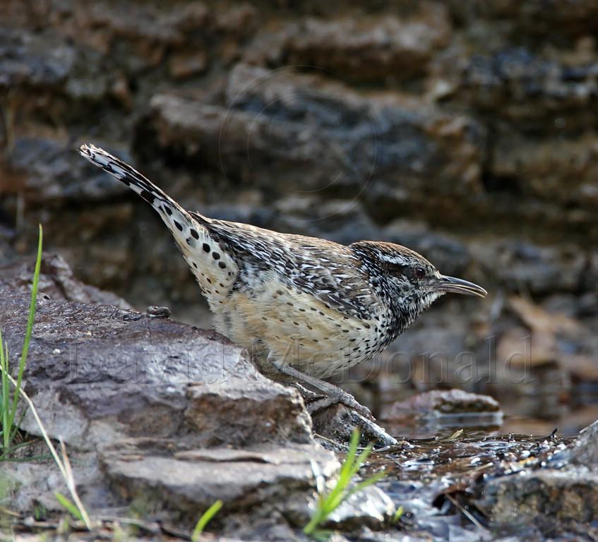 Cactus Wren_8572.jpg