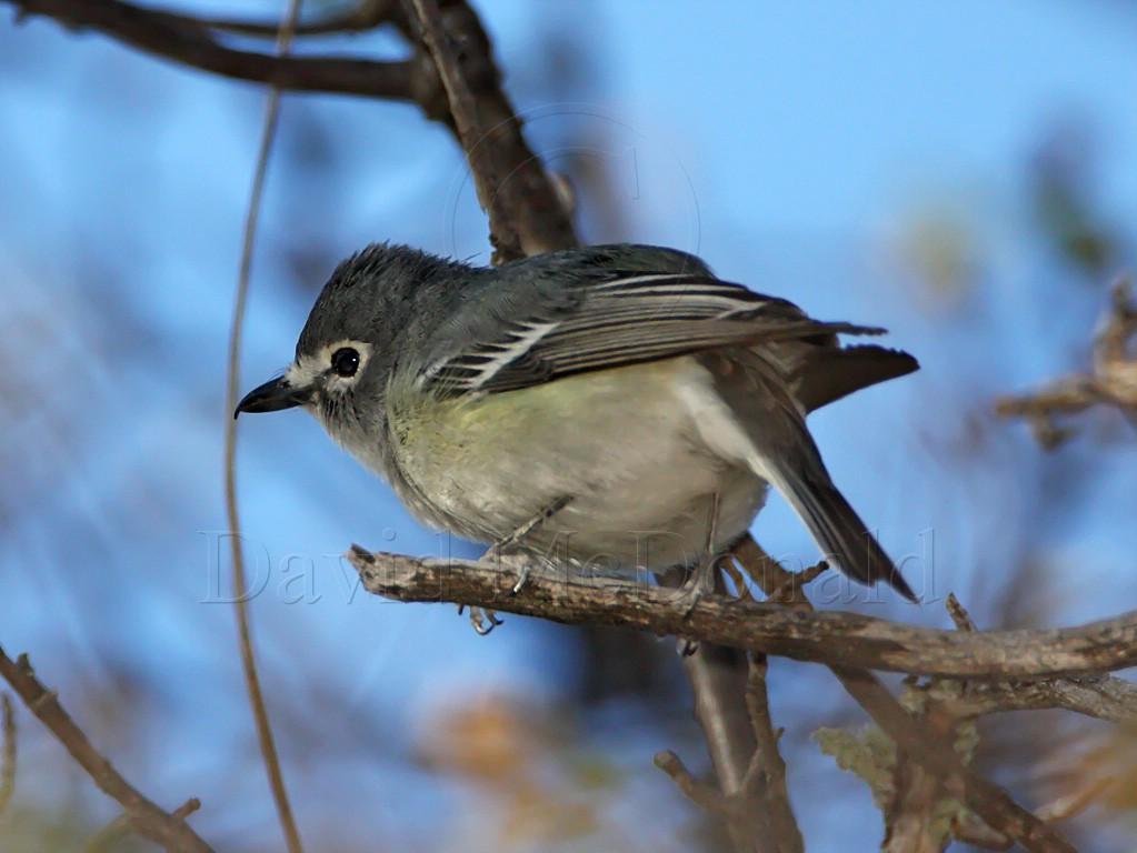Plumbeous Vireo_9193.jpg