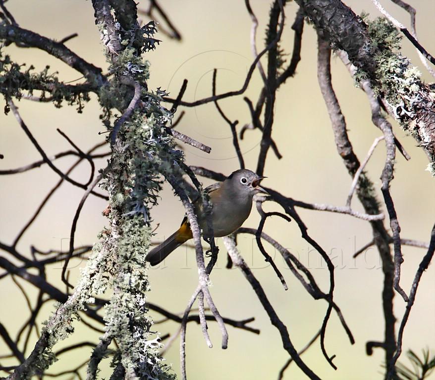 Colima Warbler_9622.jpg