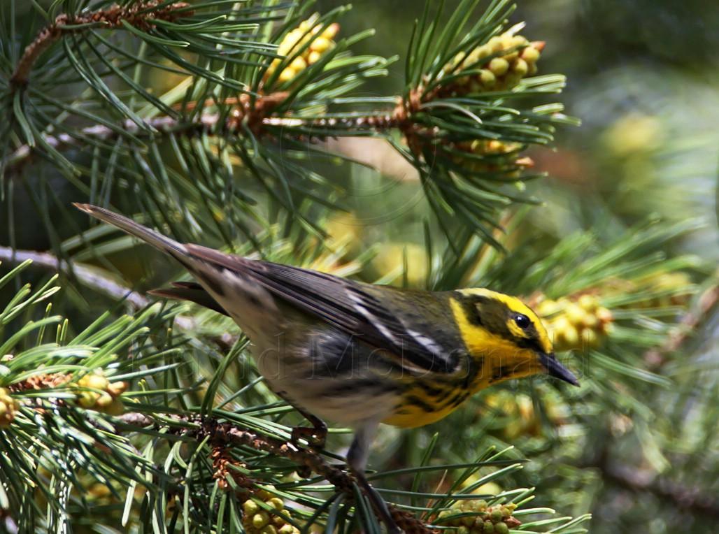 Townsends Warbler - female_9721.jpg