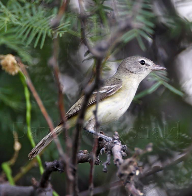 Bells Vireo_9790.jpg