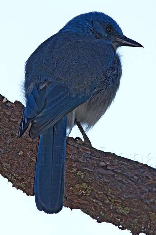 Mexican Jay_9607.jpg