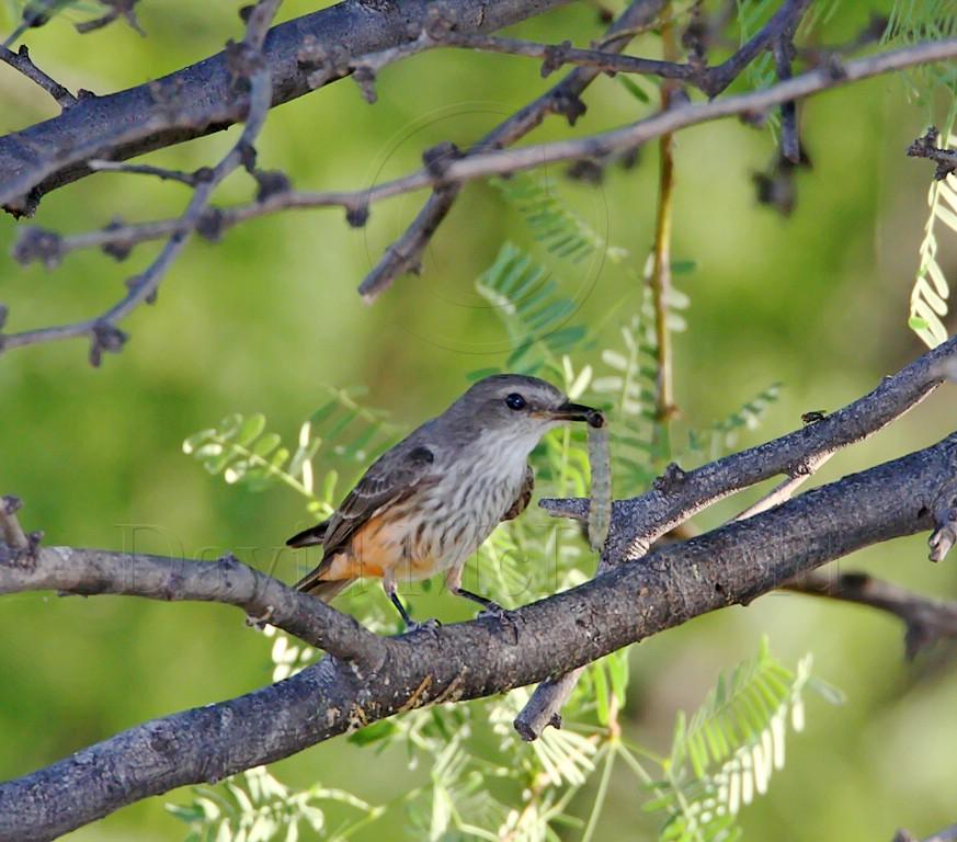 Vermilion Flycatcher -  female_9554.jpg