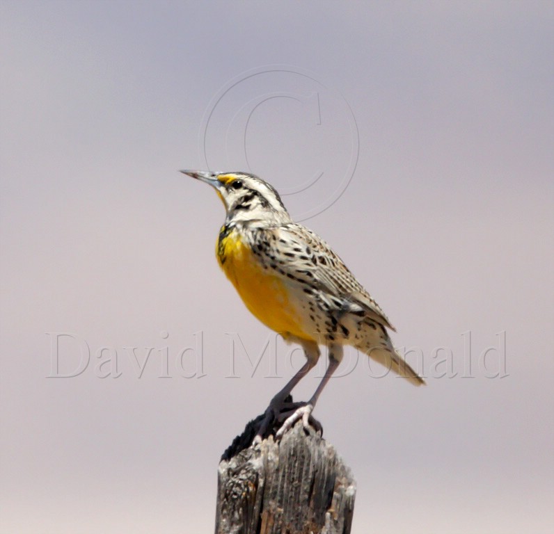 Eastern Meadowlark - Lillians_9301.jpg