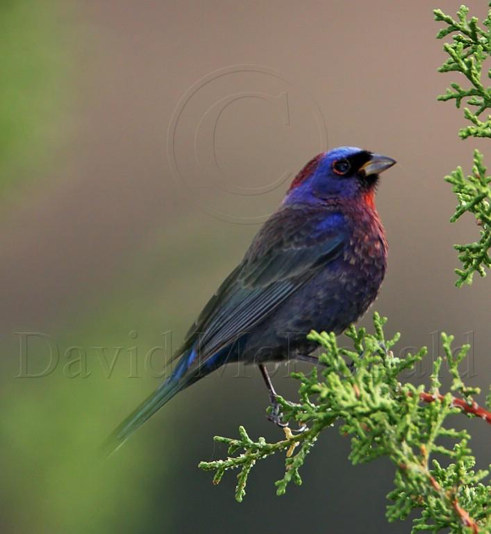 Varied Bunting - breeding male_9849.jpg