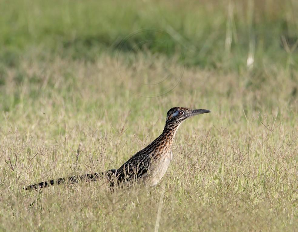 Roadrunner - hunting1_9480.jpg