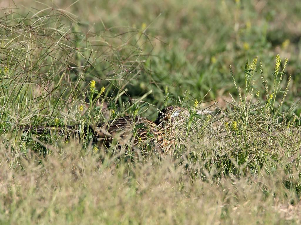 Roadrunner - hunting2_9481.jpg