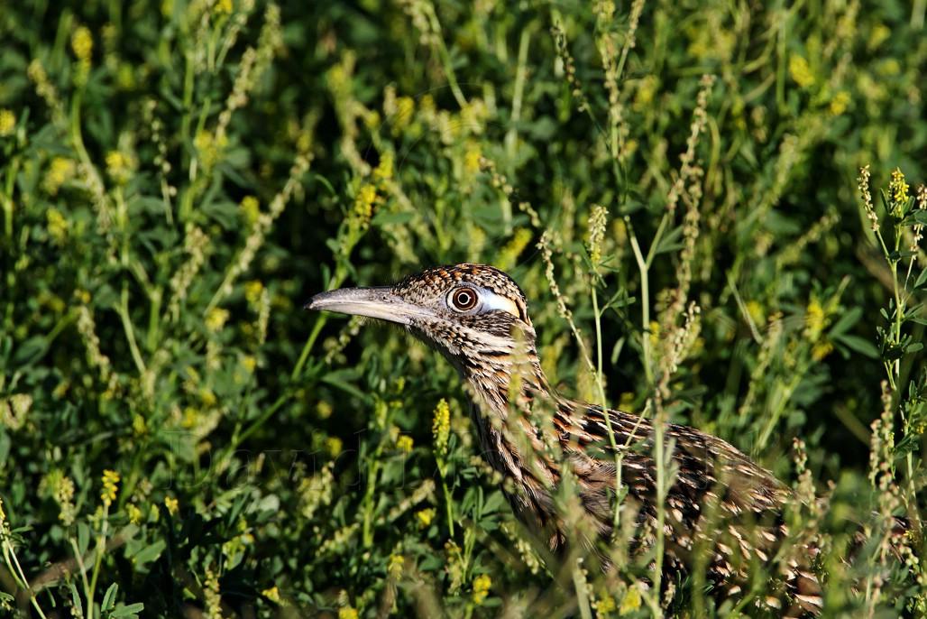 Roadrunner - hunting4_9488.jpg