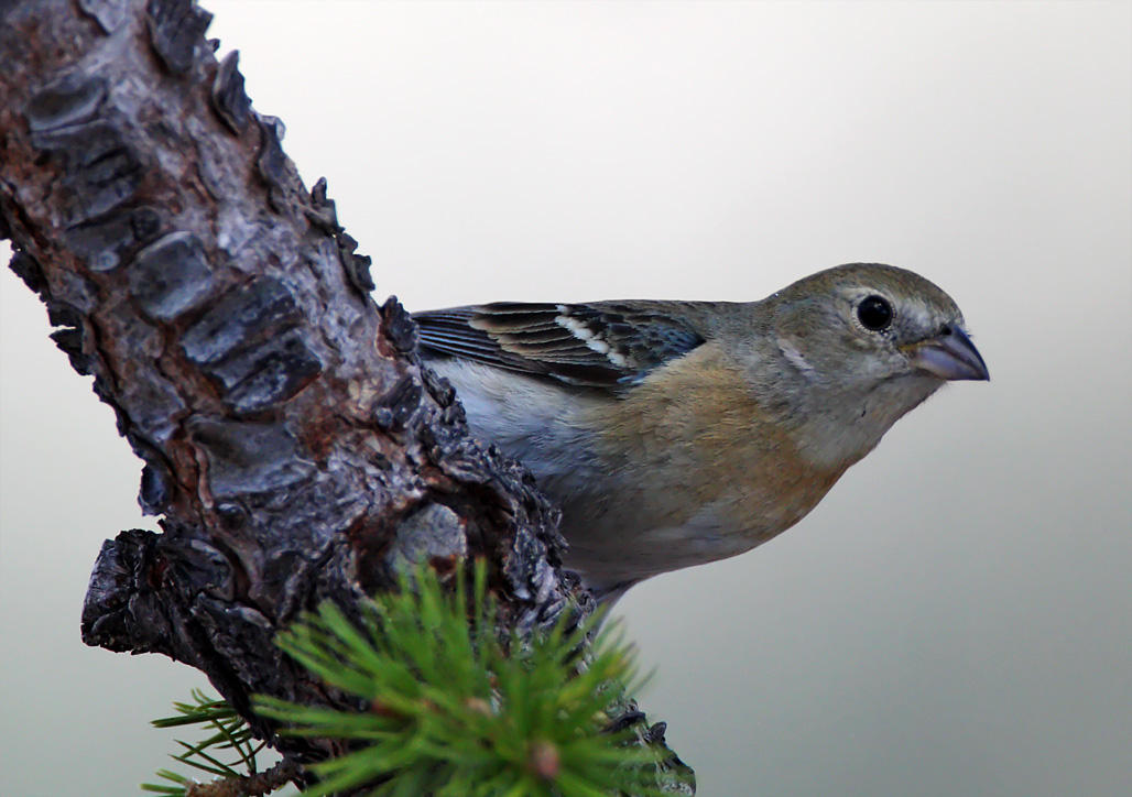 Lazuli Bunting - female_8895.jpg