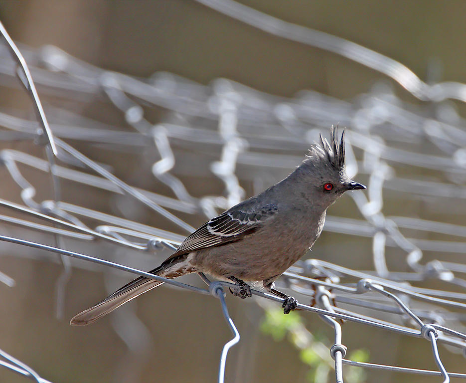 Phainopepla - female_8761.jpg