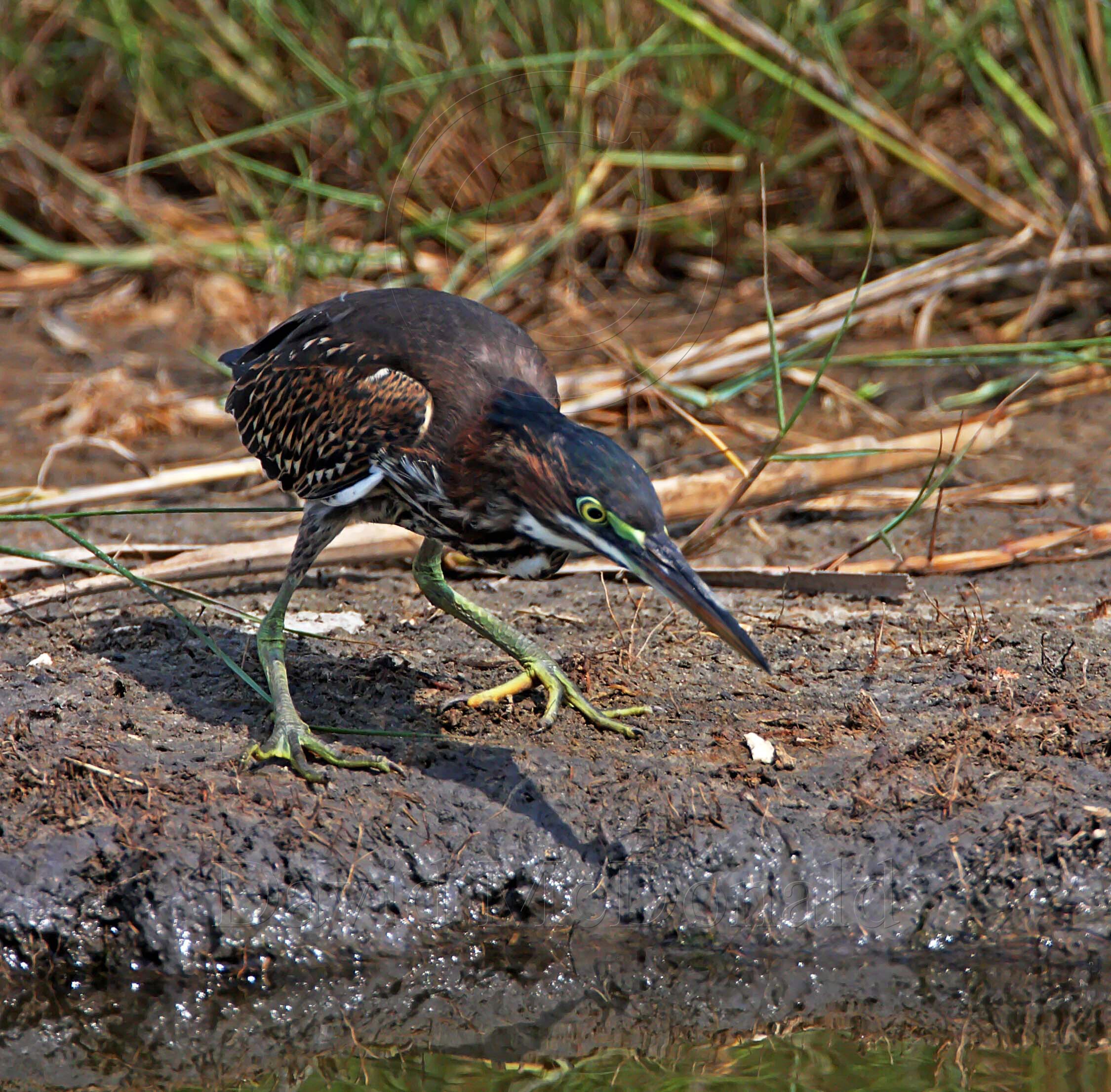 Green Heron - juvenile crouching_3263.jpg