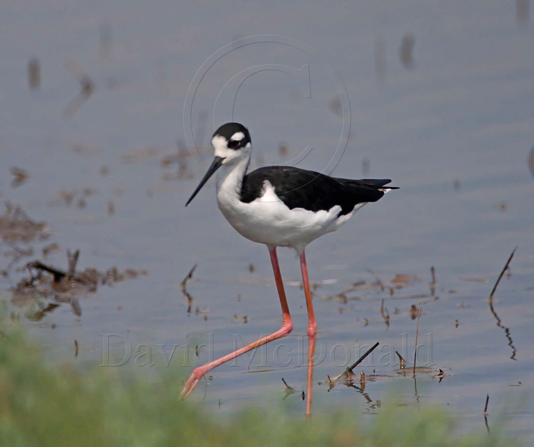 Black-necked Stilt - adult_3339.jpg