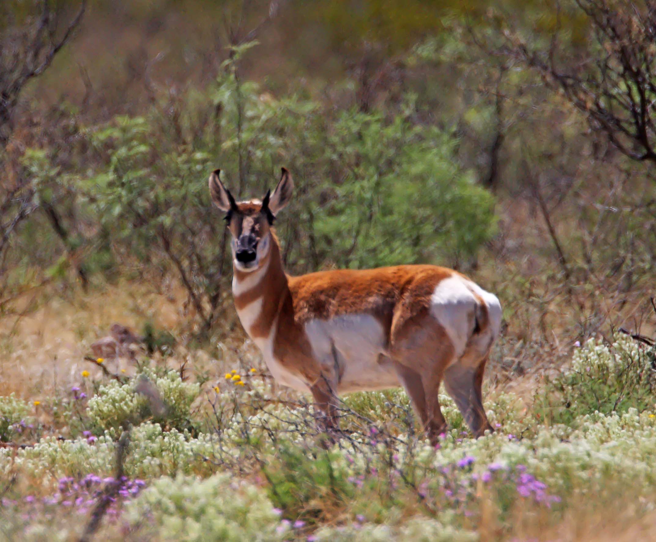 Pronghorn Antelope_9352.jpg