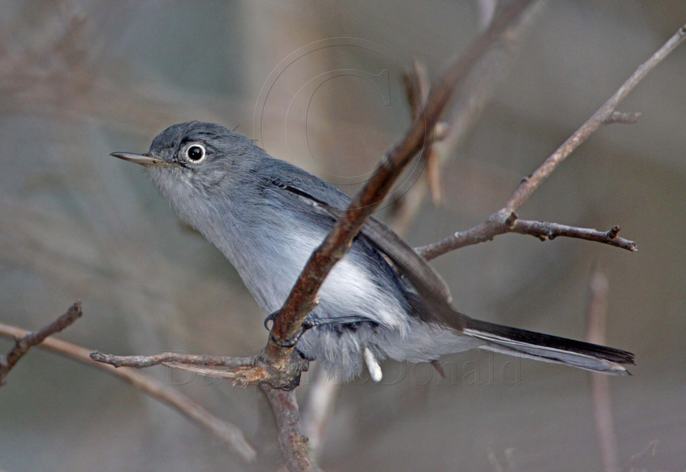 Blue-gray Gnatcatcher - defecating_3429.jpg