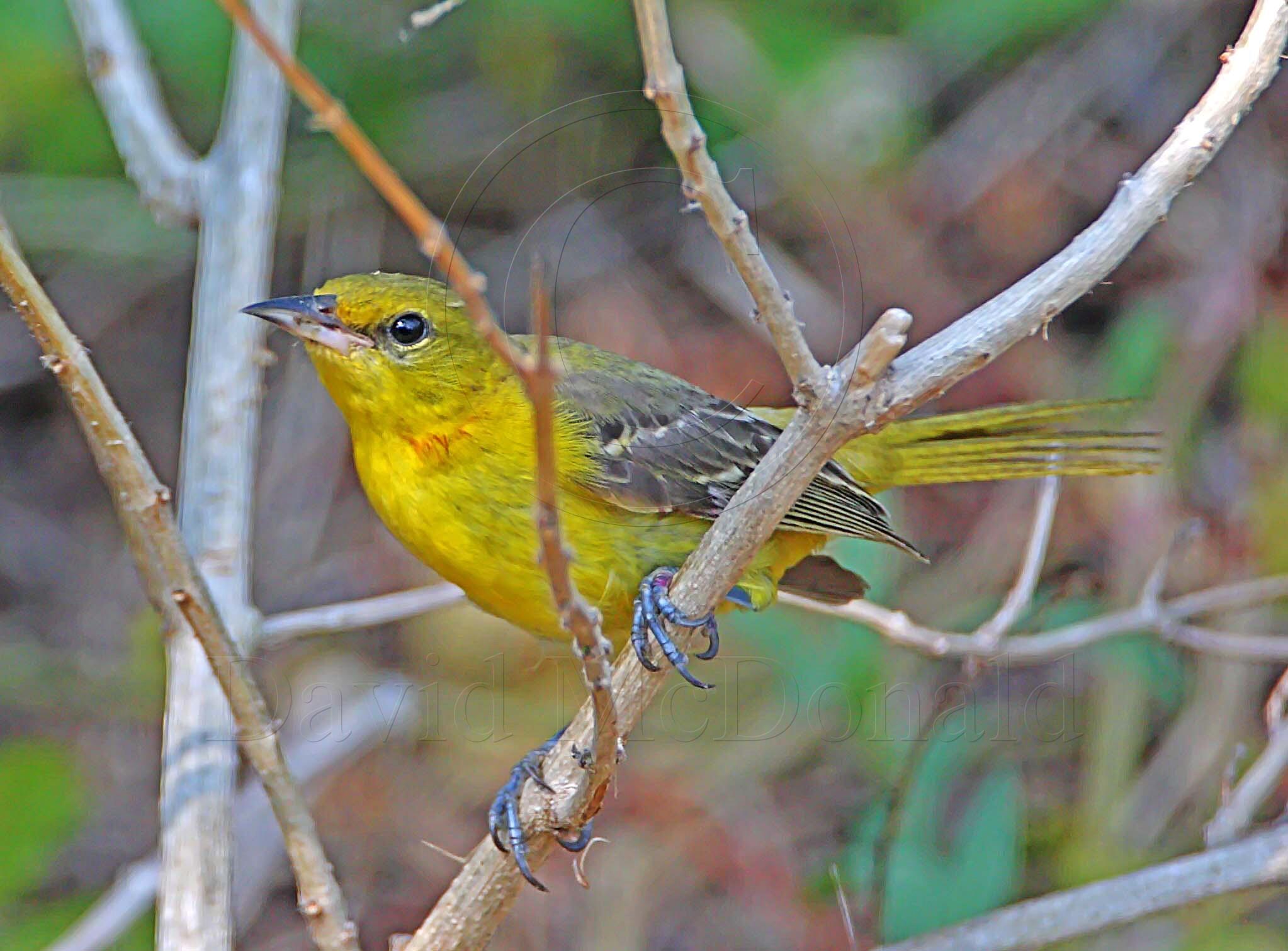 Orchard Oriole - female_3620.jpg