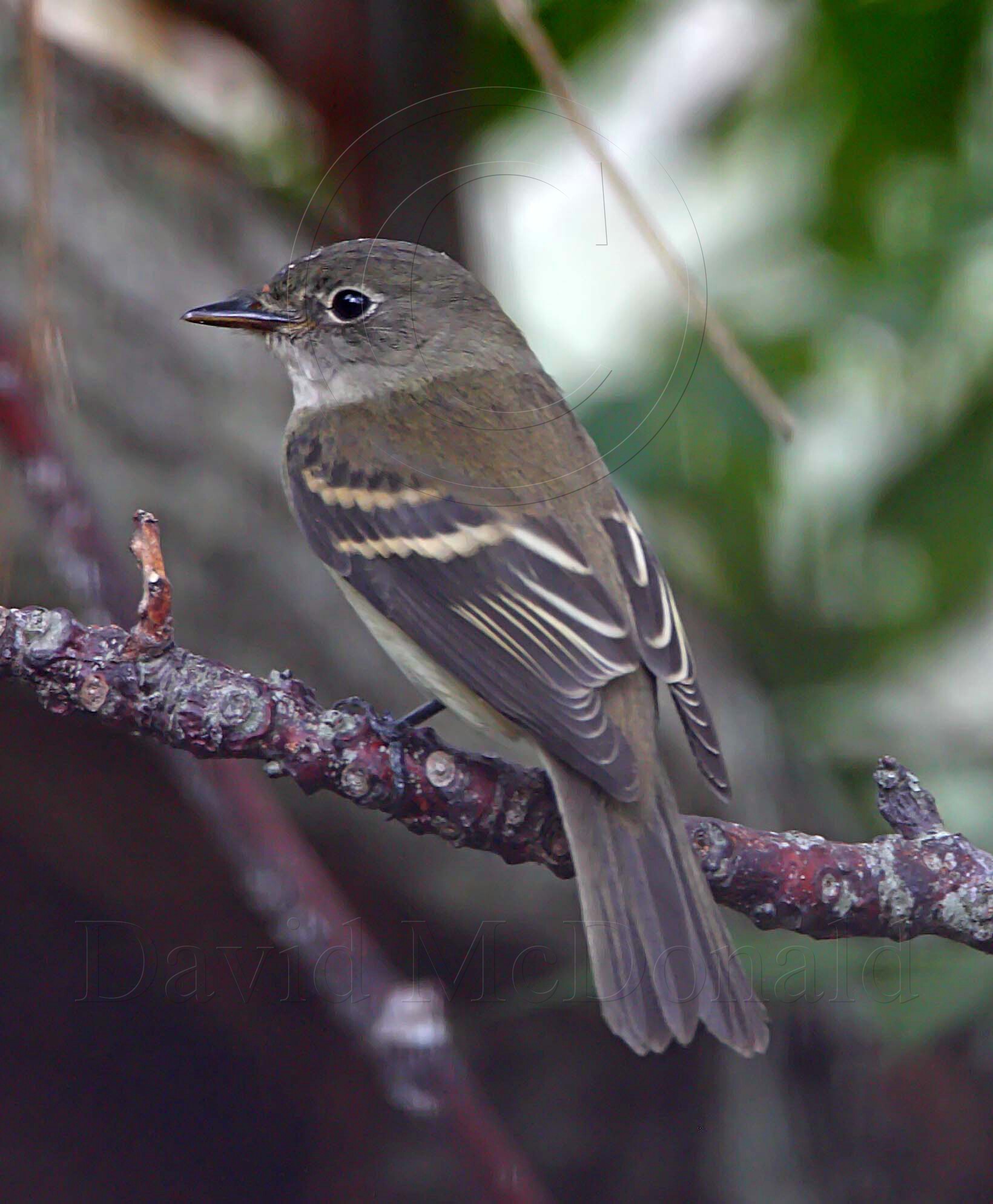 Alder Flycatcher_3686.jpg