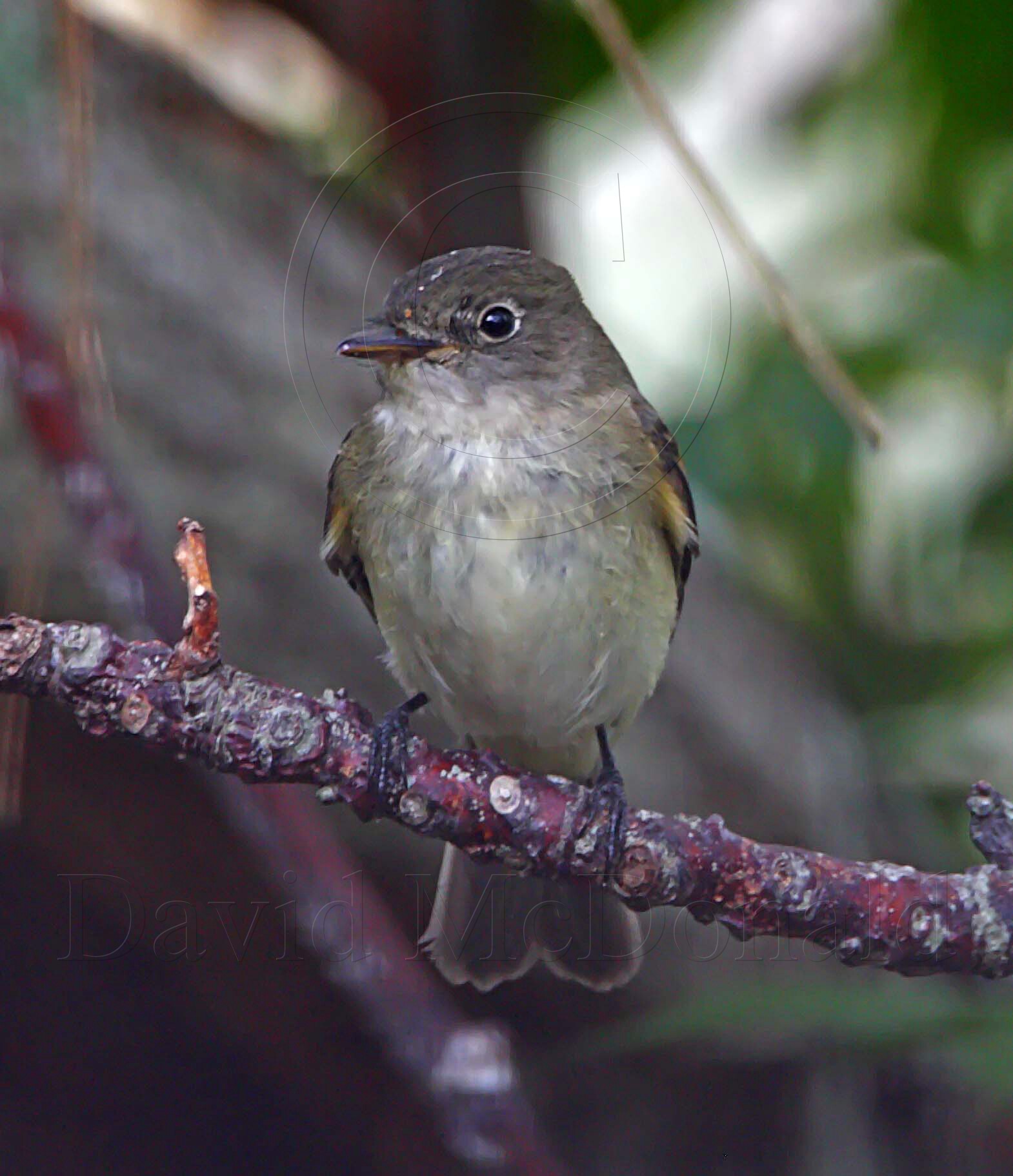 Alder Flycatcher_3711.jpg