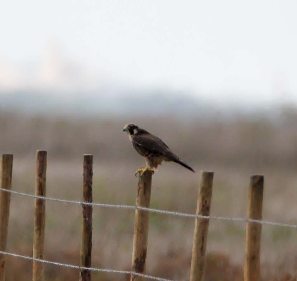 Peregrine_5920.jpg