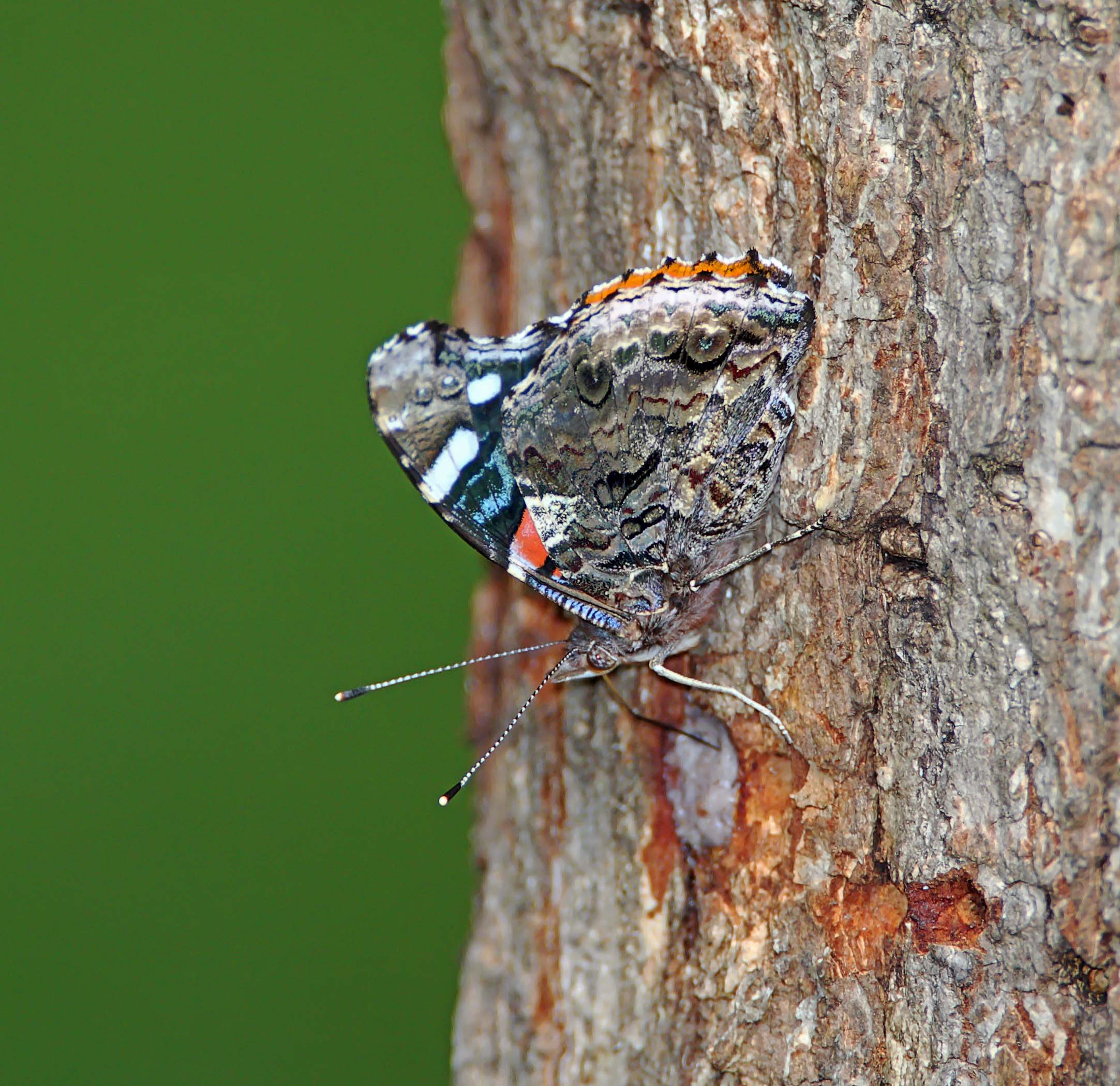 Red Admiral drinking sap_5914.jpg