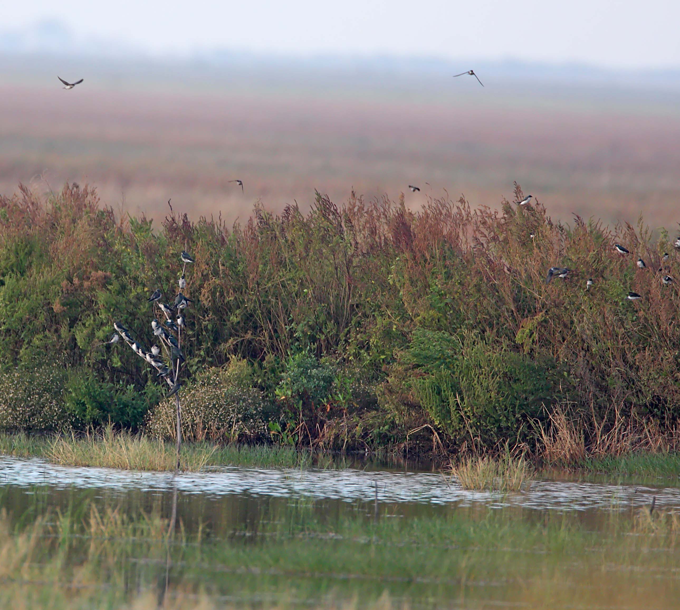 Tree Swallows - Anahuac NWR_5880.jpg
