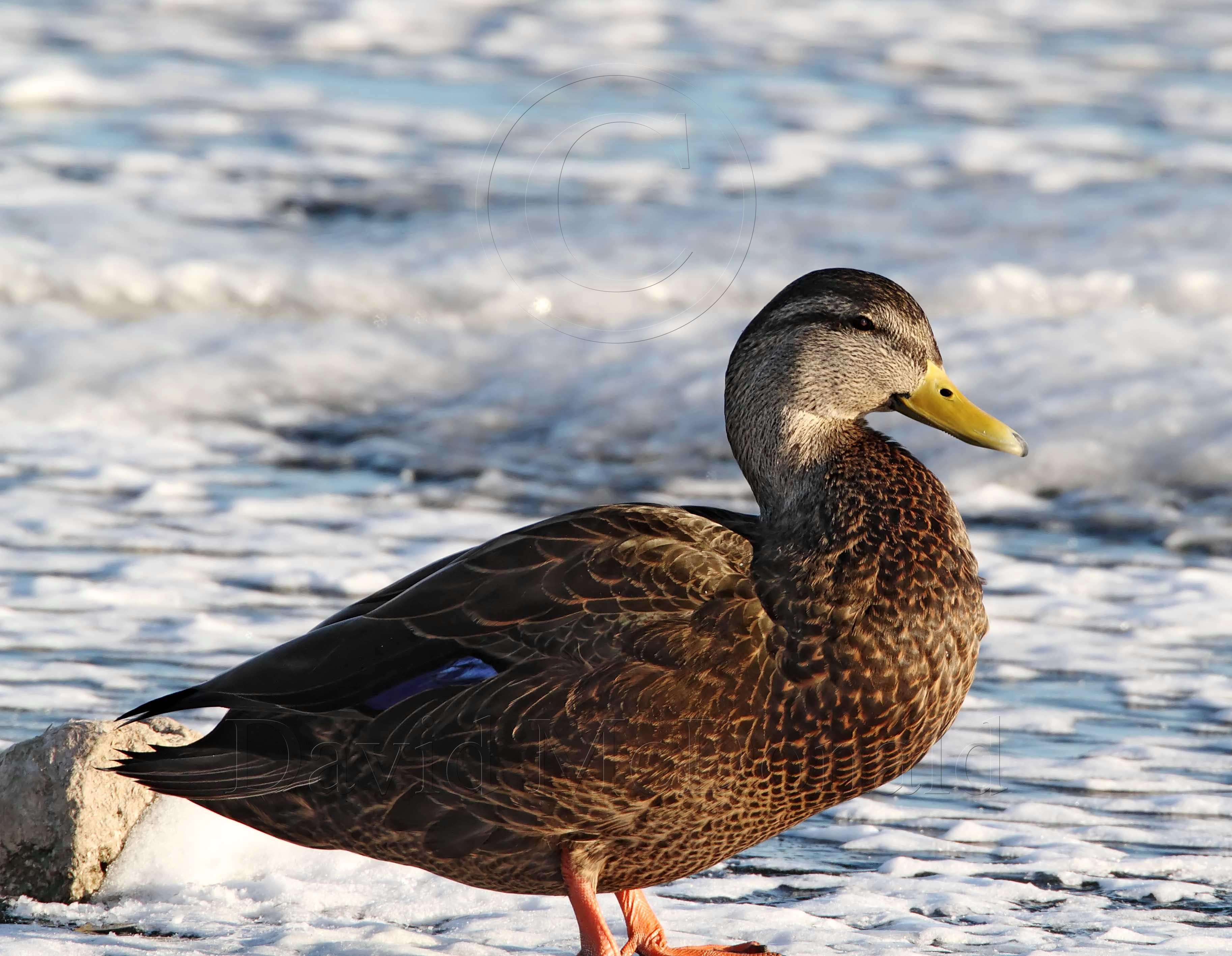 American Black Duck - male_2026.jpg