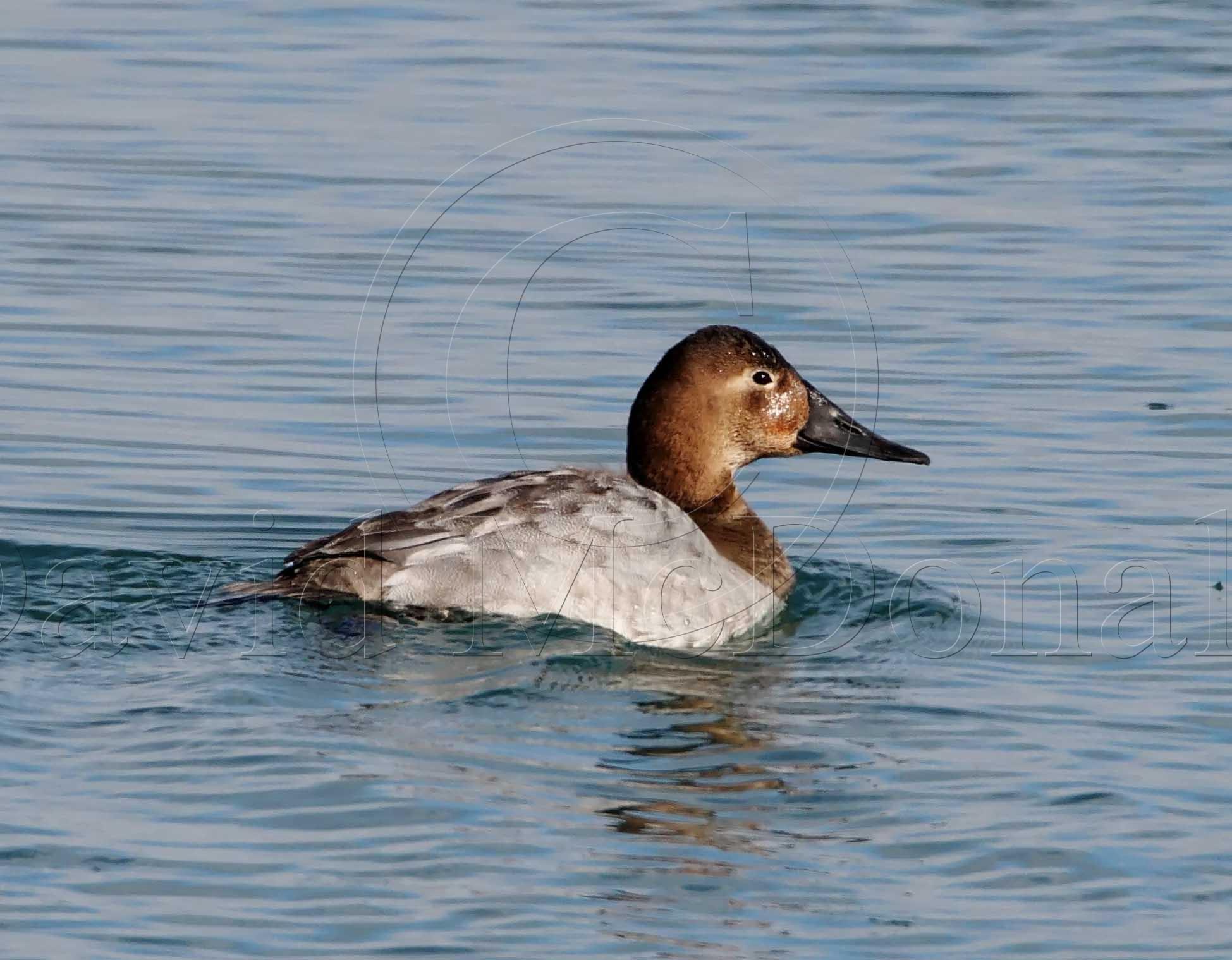 Canvasback - female_1636.jpg