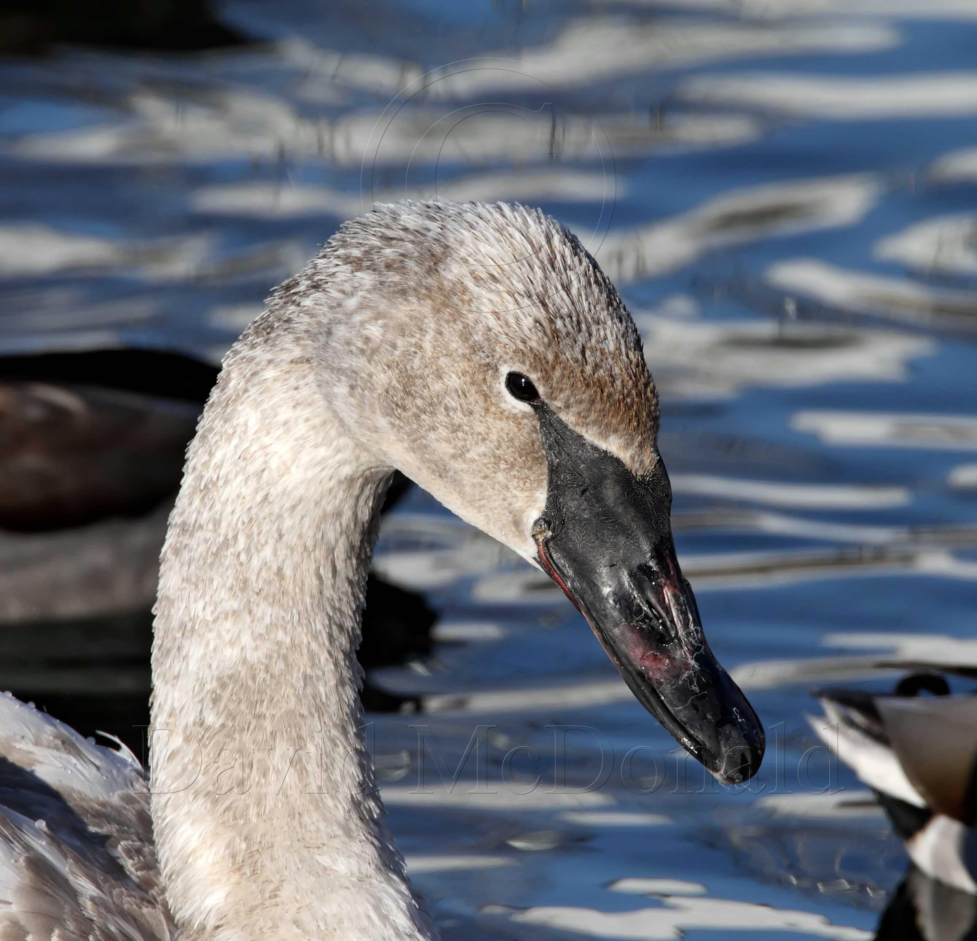 Trumpeter Swan - juvenile detail_2035.jpg