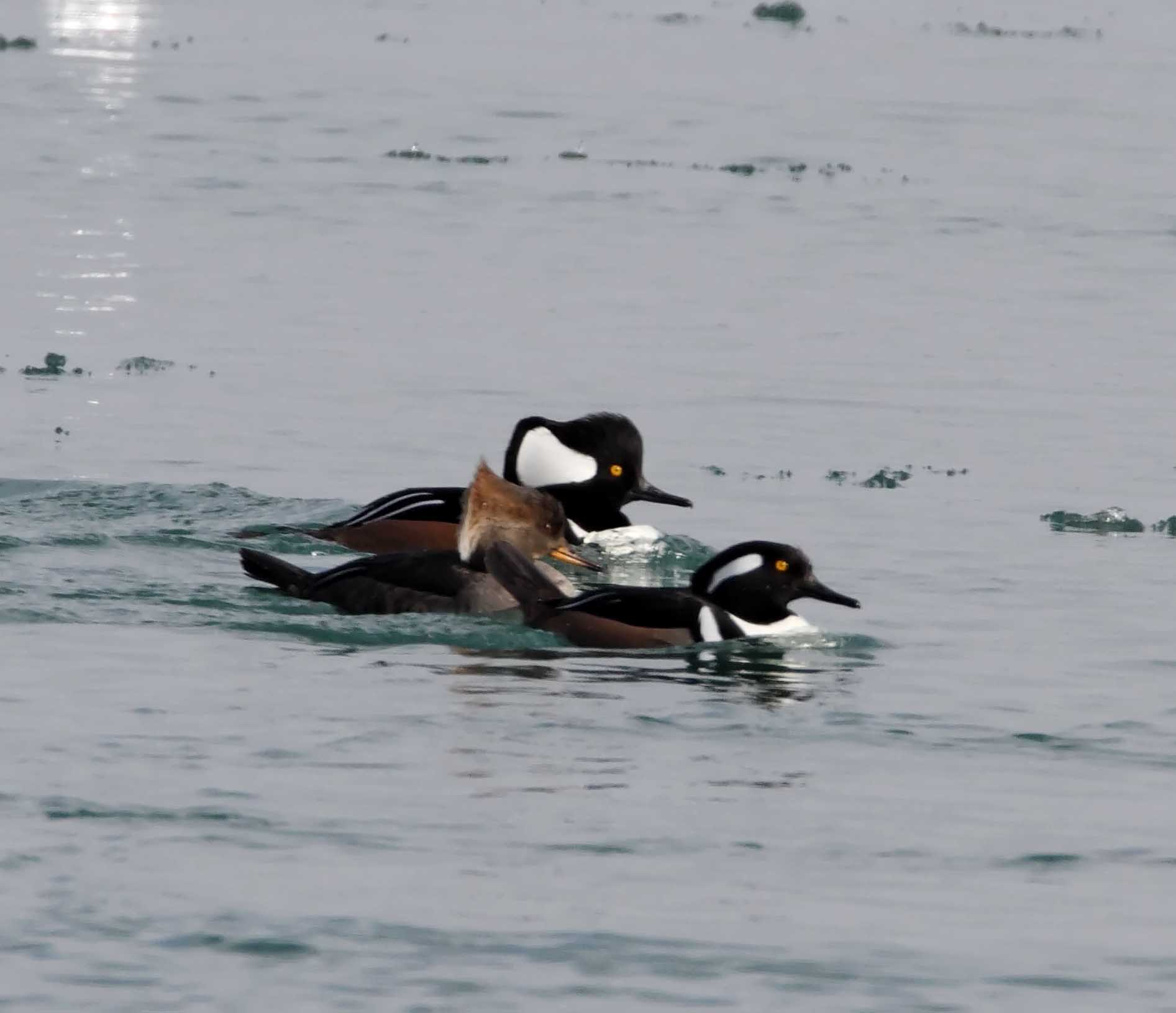 Hooded Mergansers_1570.jpg