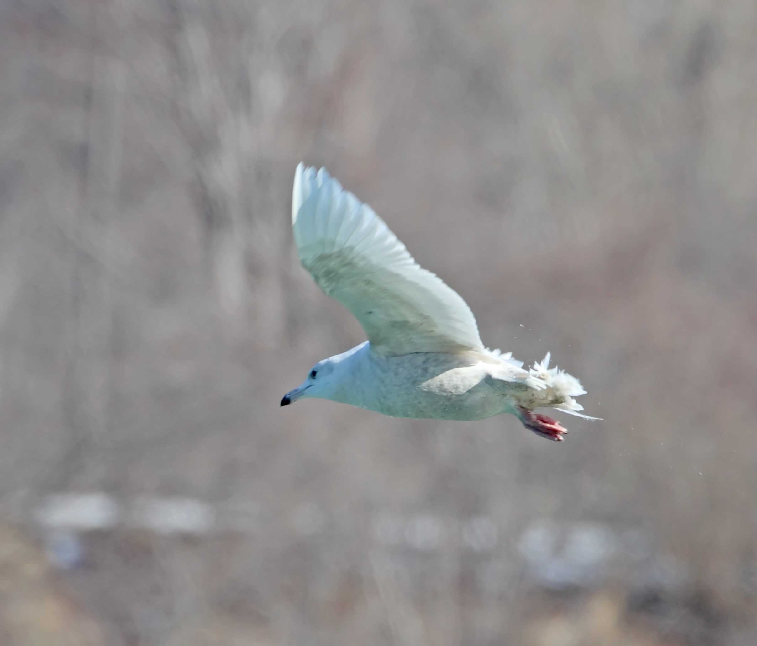 Glaucous Gull - 1st winter_1882.jpg