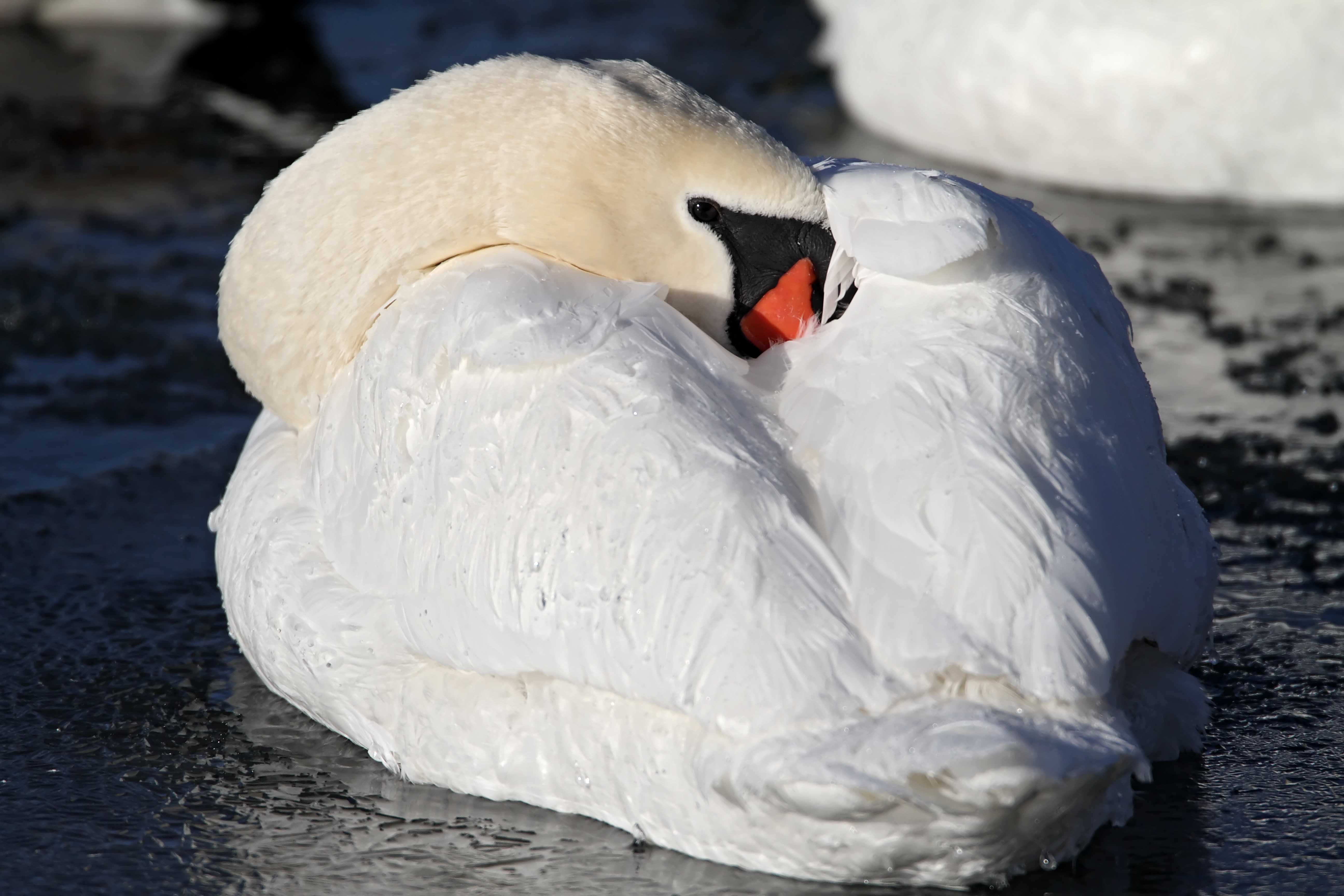 Mute Swan_2097.jpg