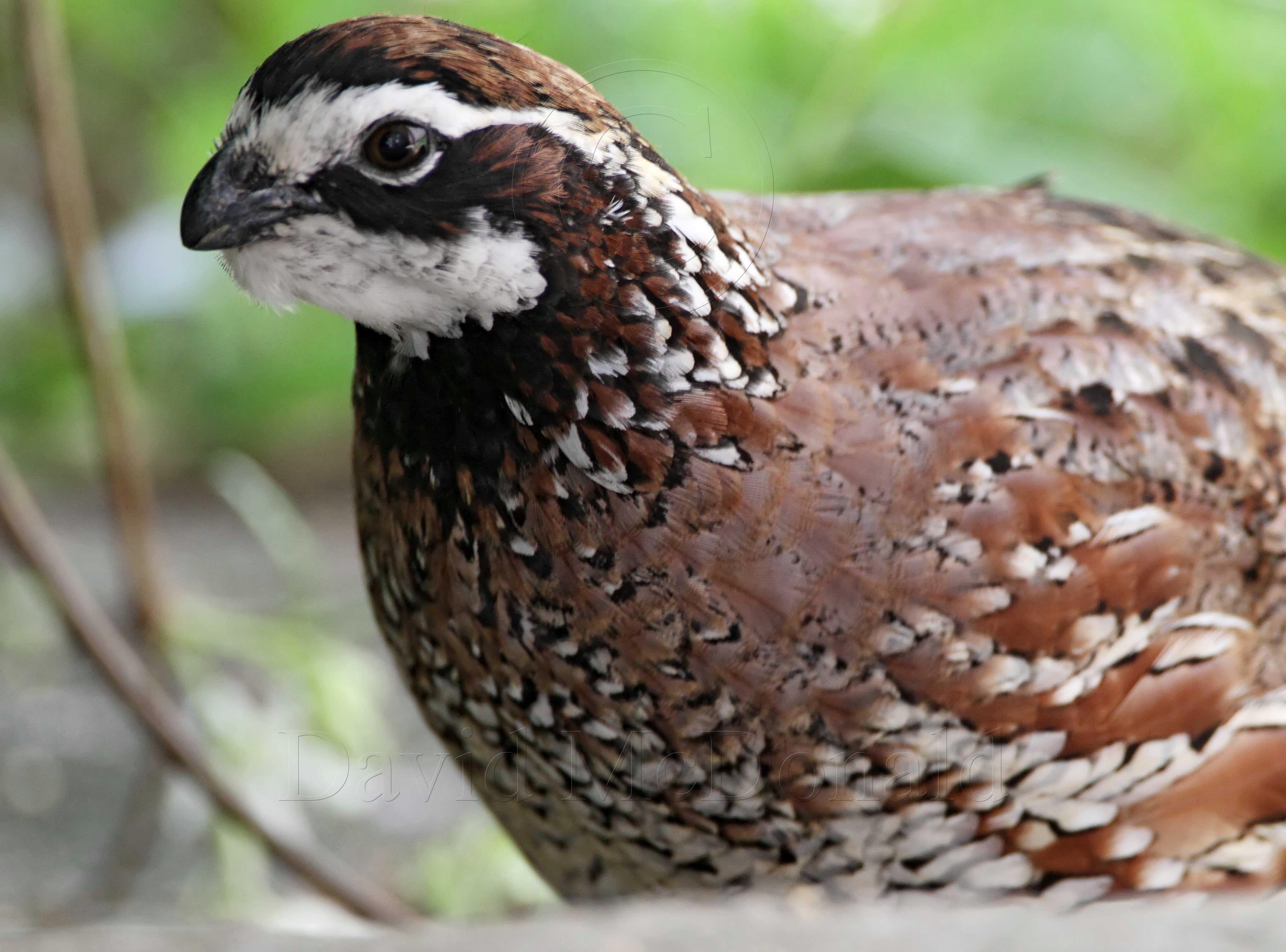 Northern Bobwhite - male_8045.jpg