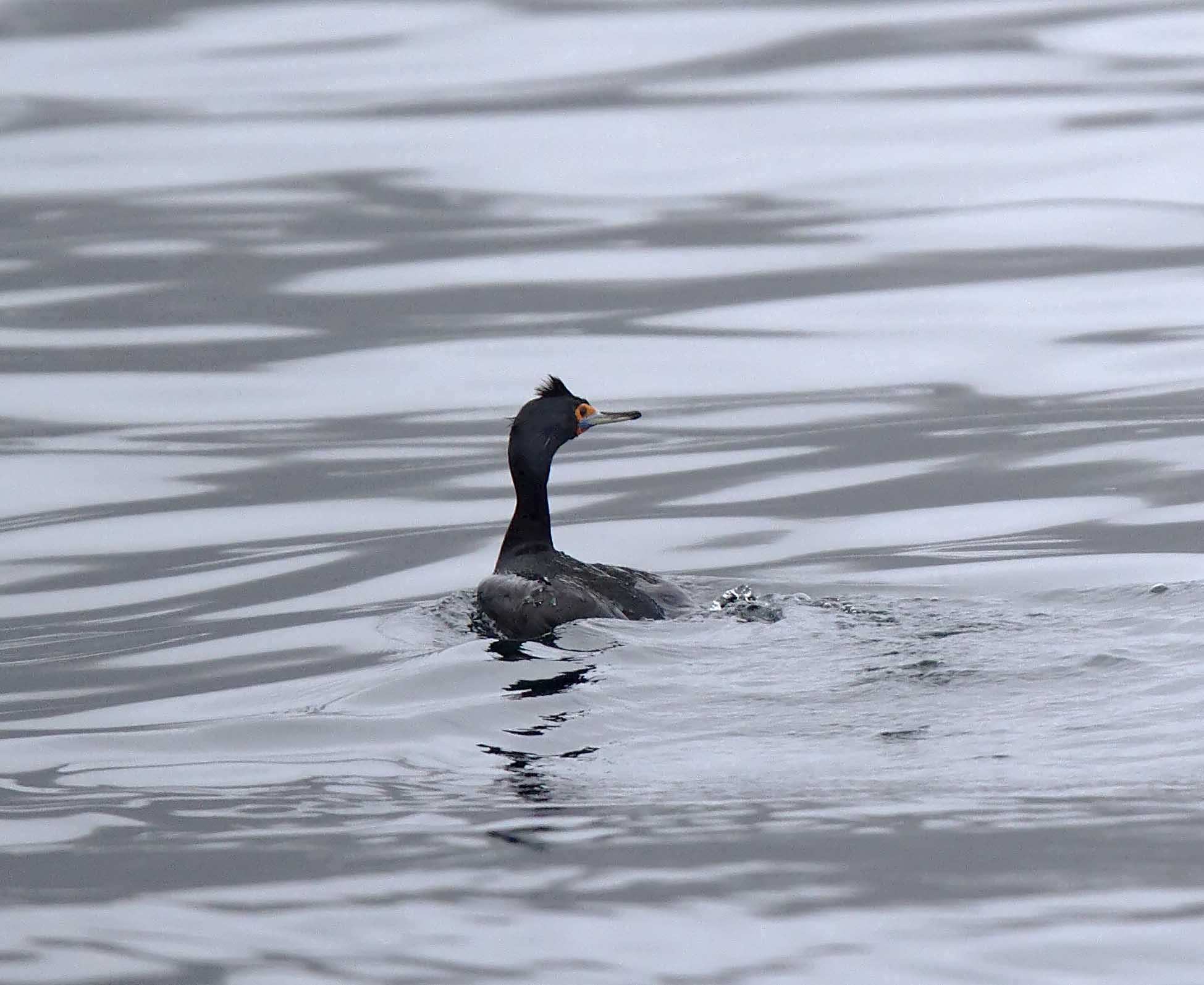 S023-2 Red-faced Cormorant - non-breeding_7059.jpg