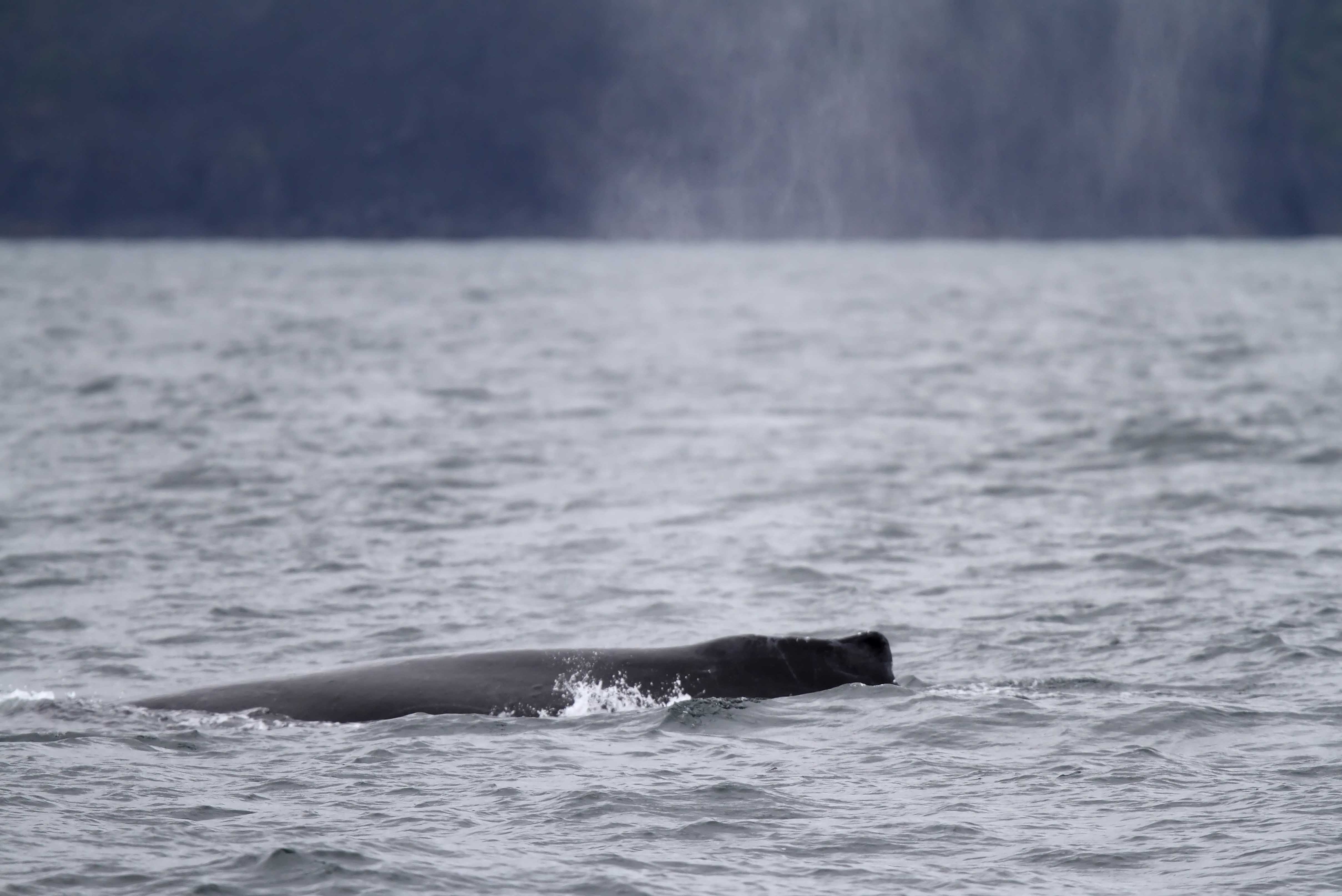 Humpback Whale_6496.jpg