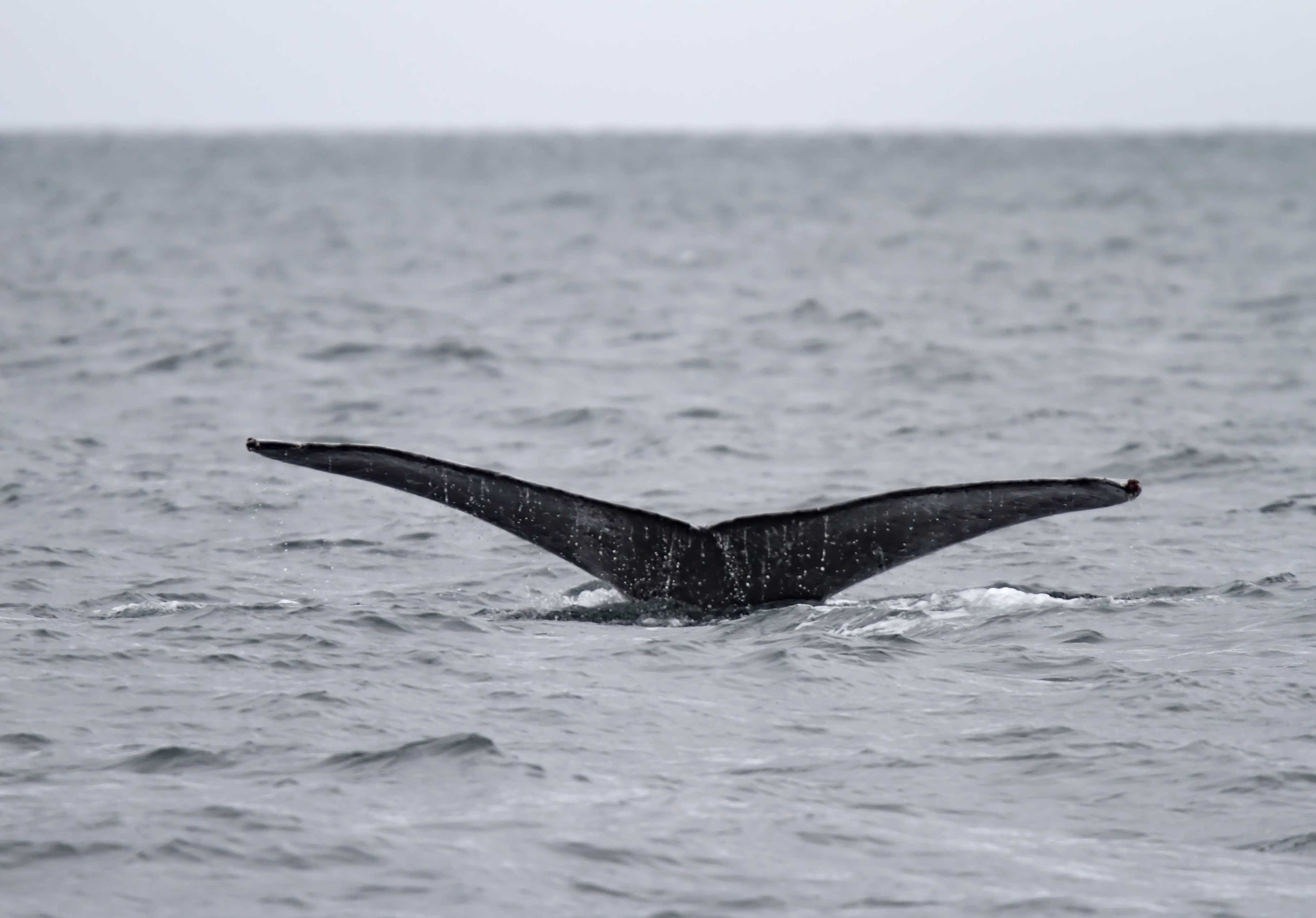 Humpback Whale_6511.jpg