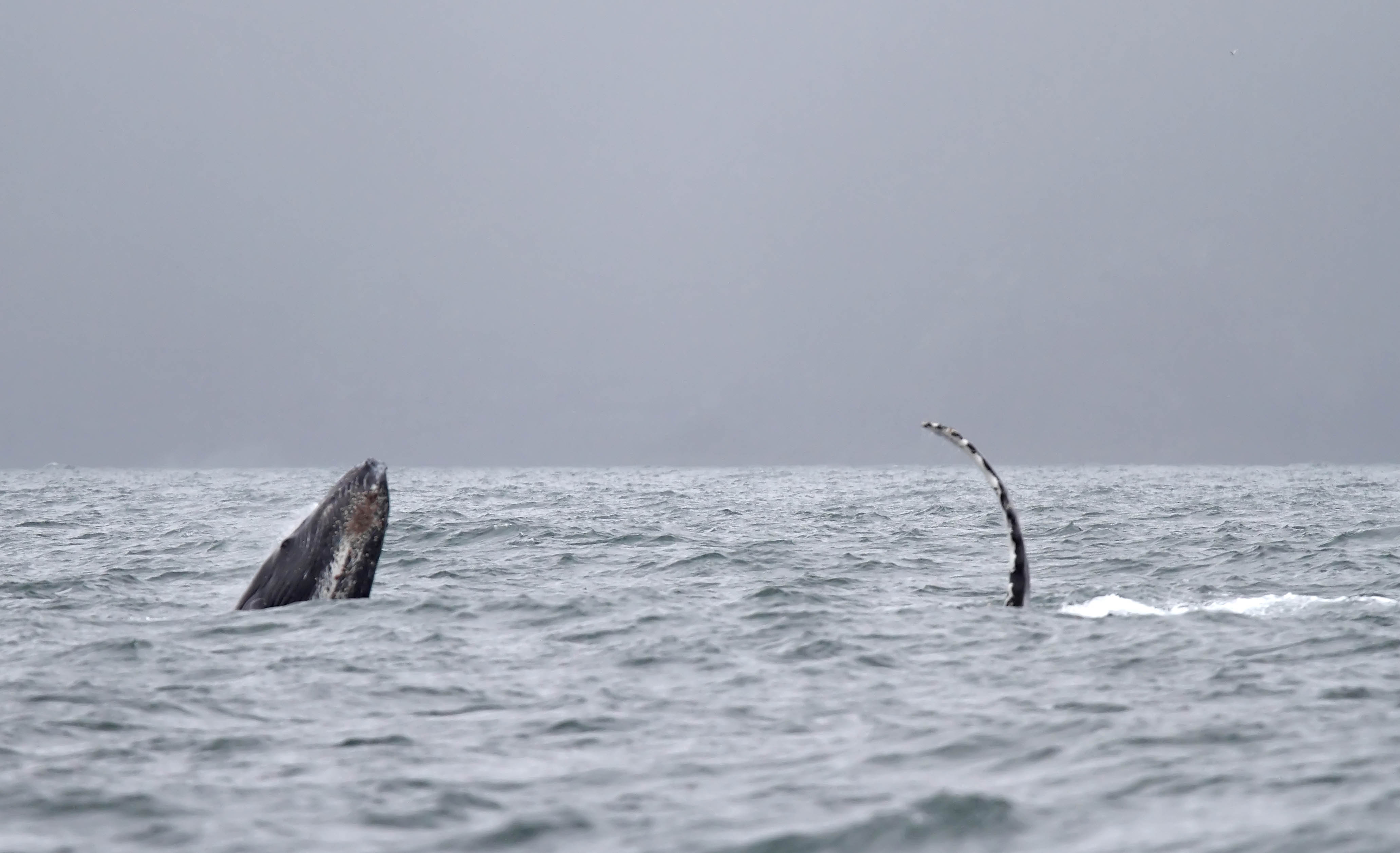 Humpback Whale_6647.jpg