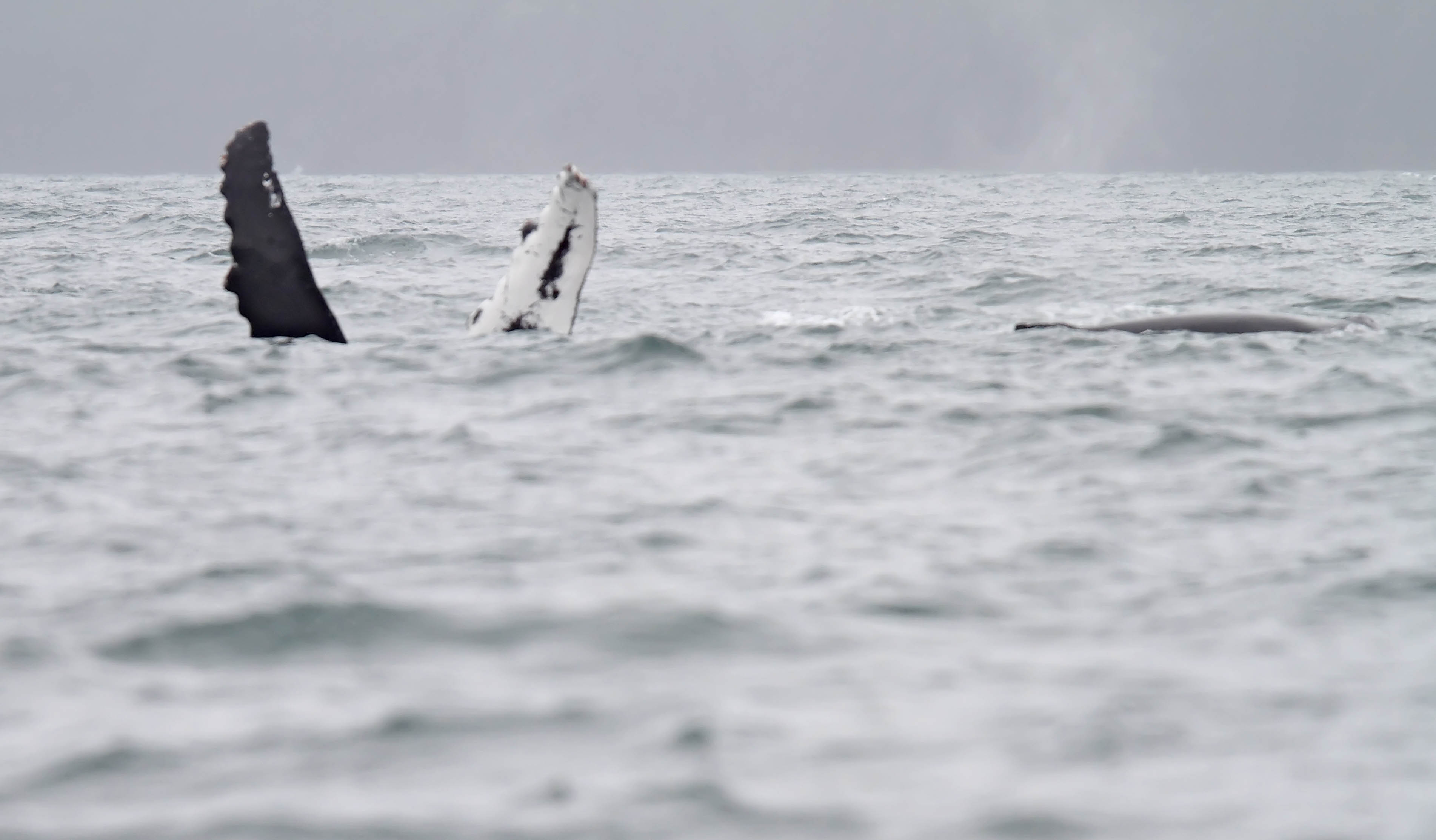 Humpback Whale_6653.jpg