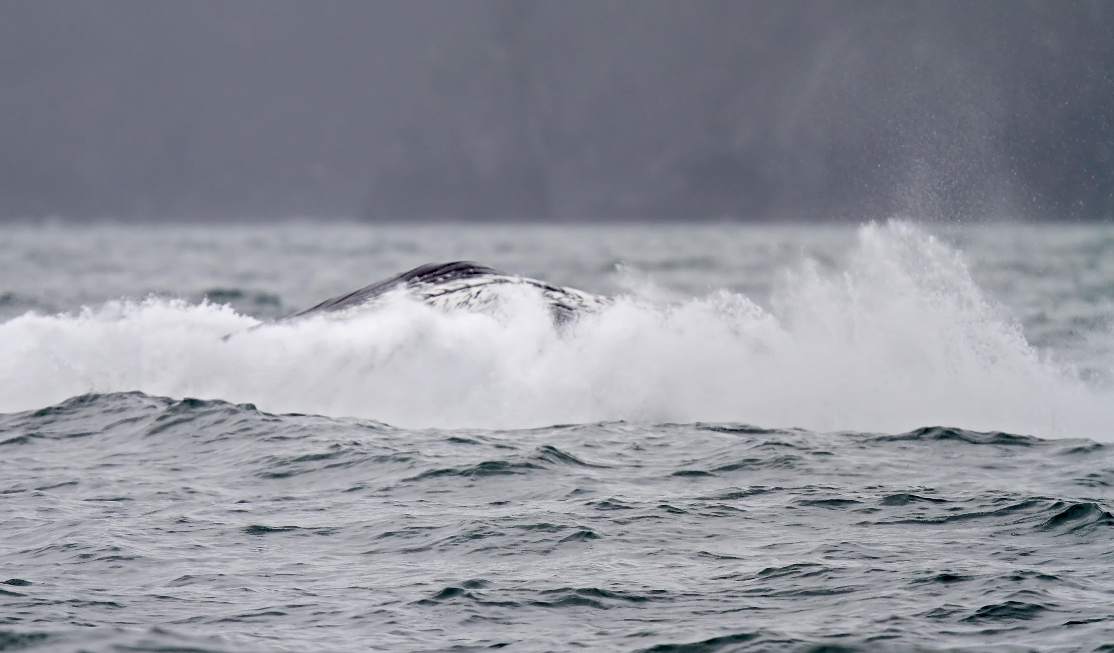 Humpback Whale_6665.jpg