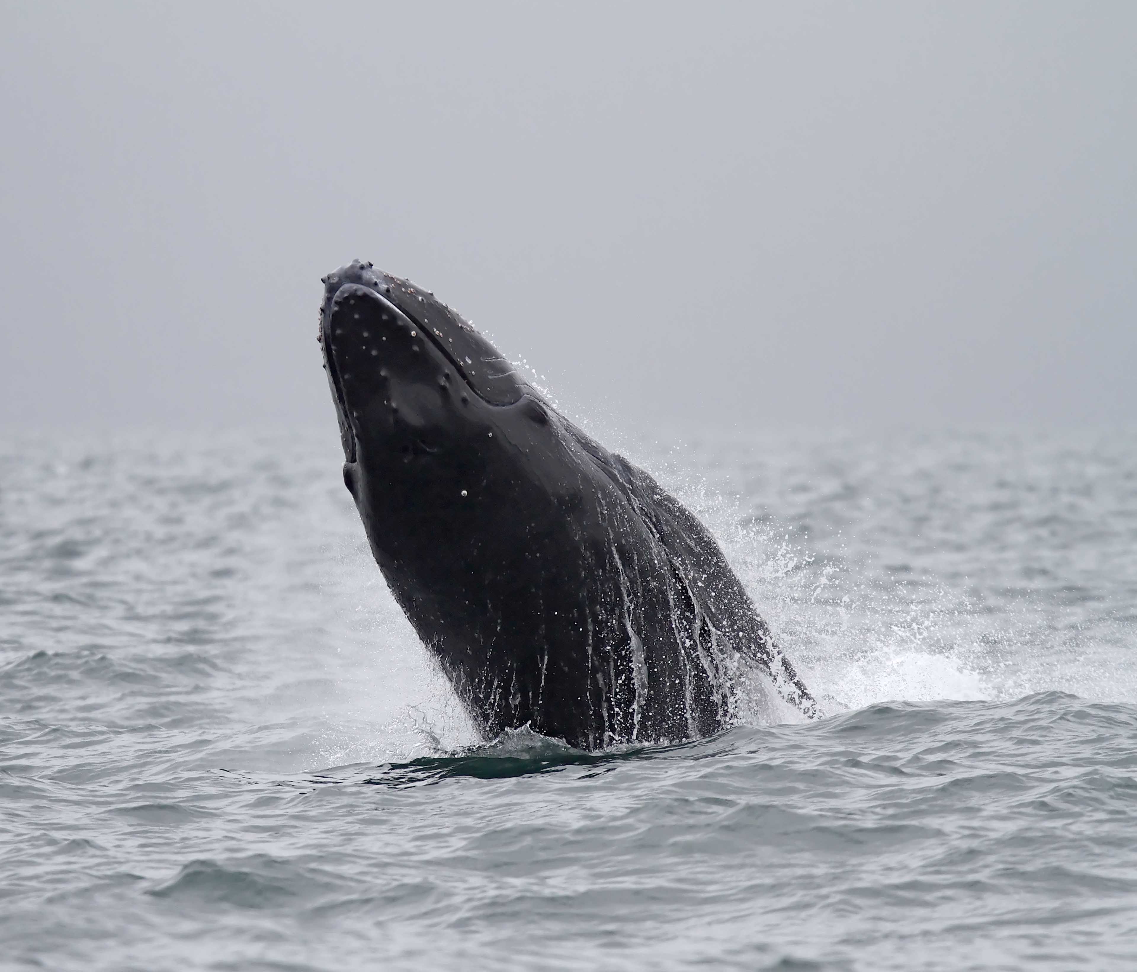 Humpback Whale_6694.jpg