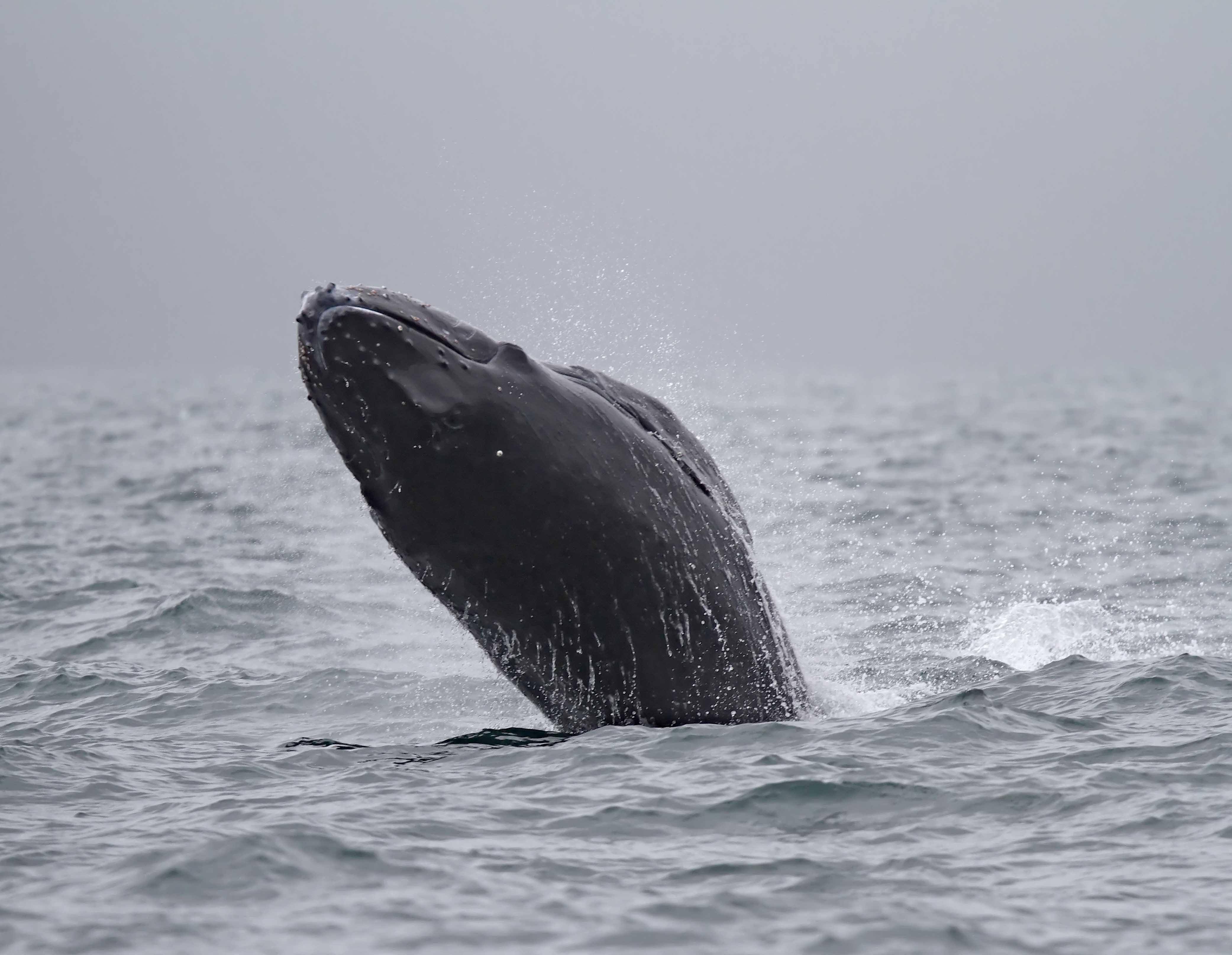 Humpback Whale_6696.jpg