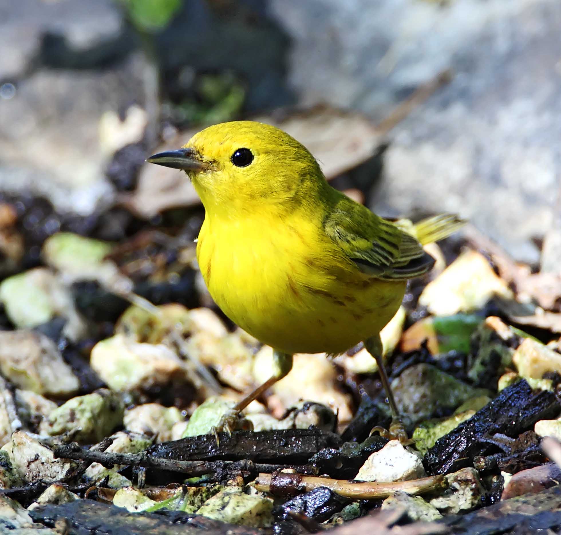 Yellow Warbler - 1st year male_9243.jpg