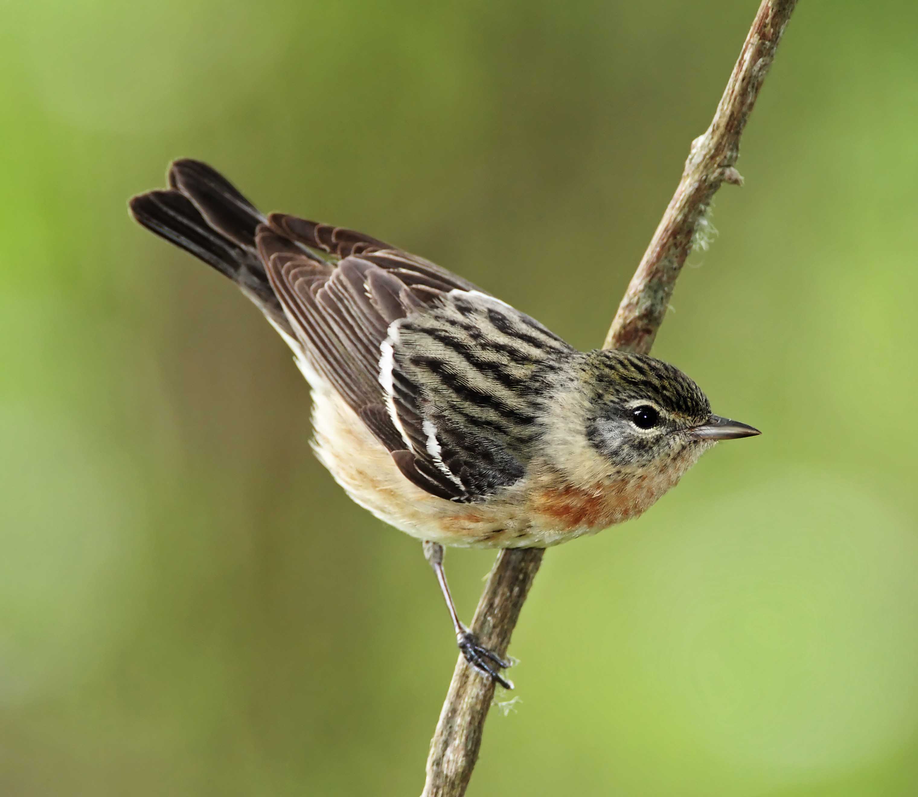 Bay-breasted Warbler - 1st winter female_0410.jpg