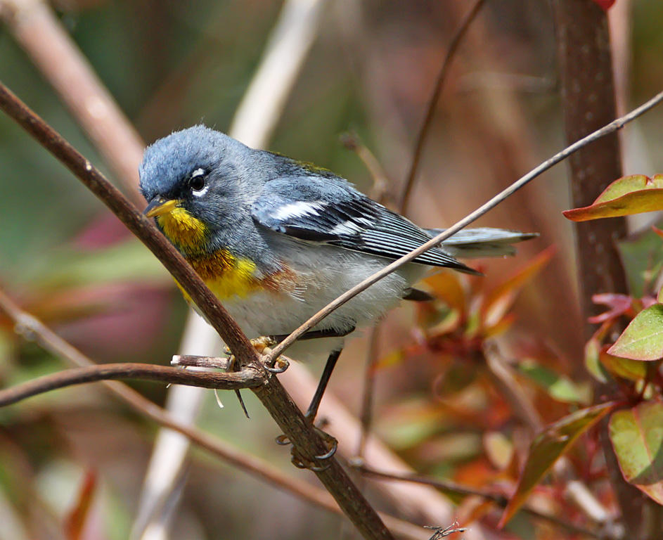 Northern Parula - male_7645.jpg