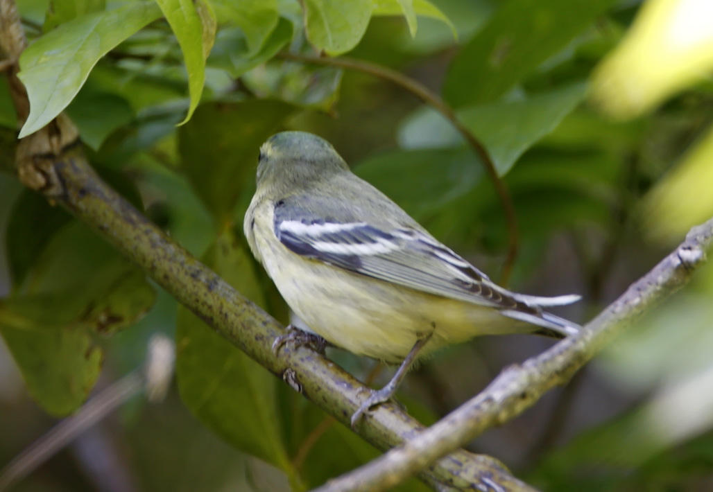 Cerulean Warbler - 1st year female_6330.jpg