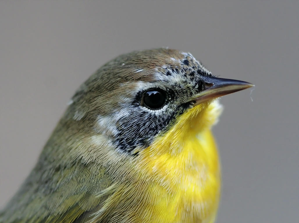 Common Yellowthroat - 1st winter male_9833.jpg