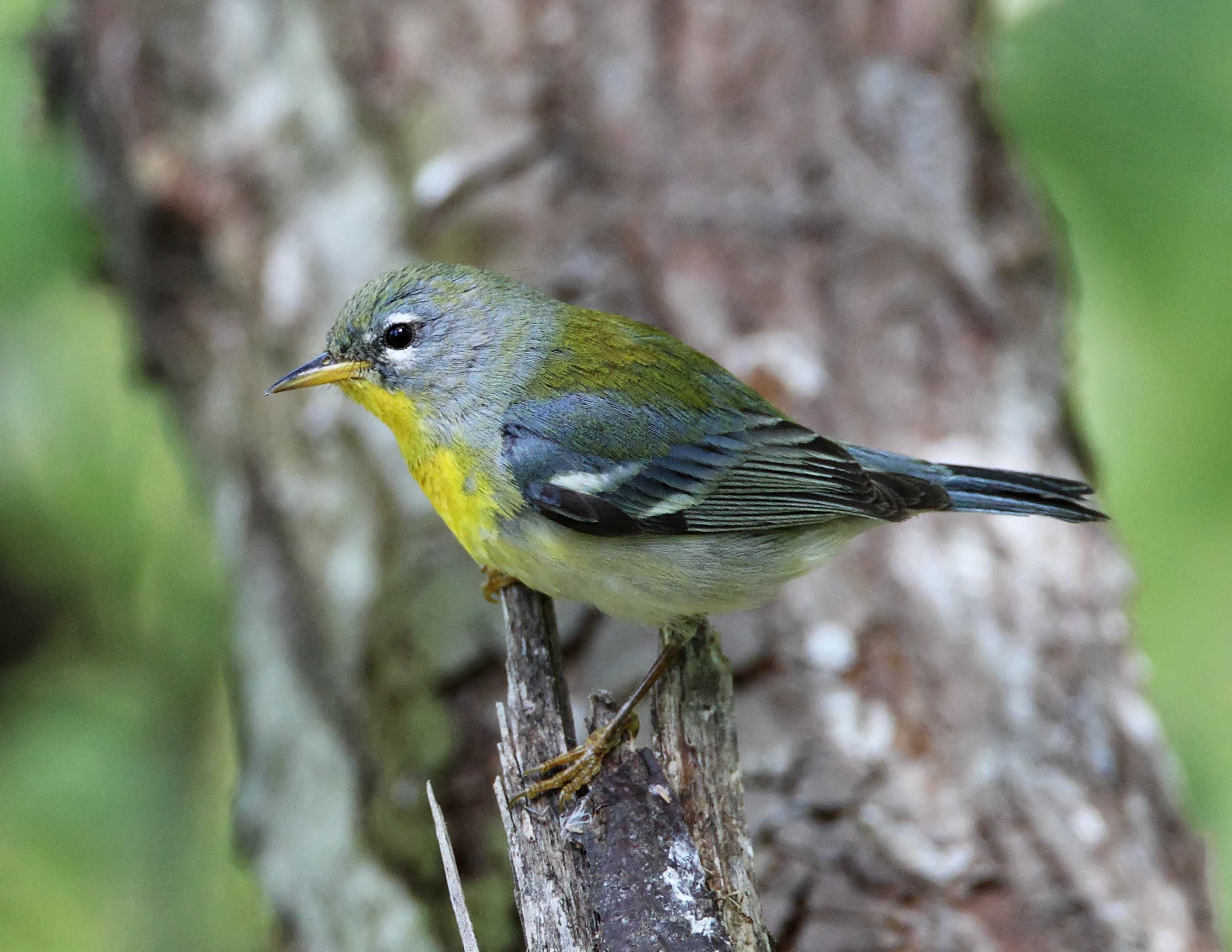 Northern Parula - 1st year female_7020.jpg