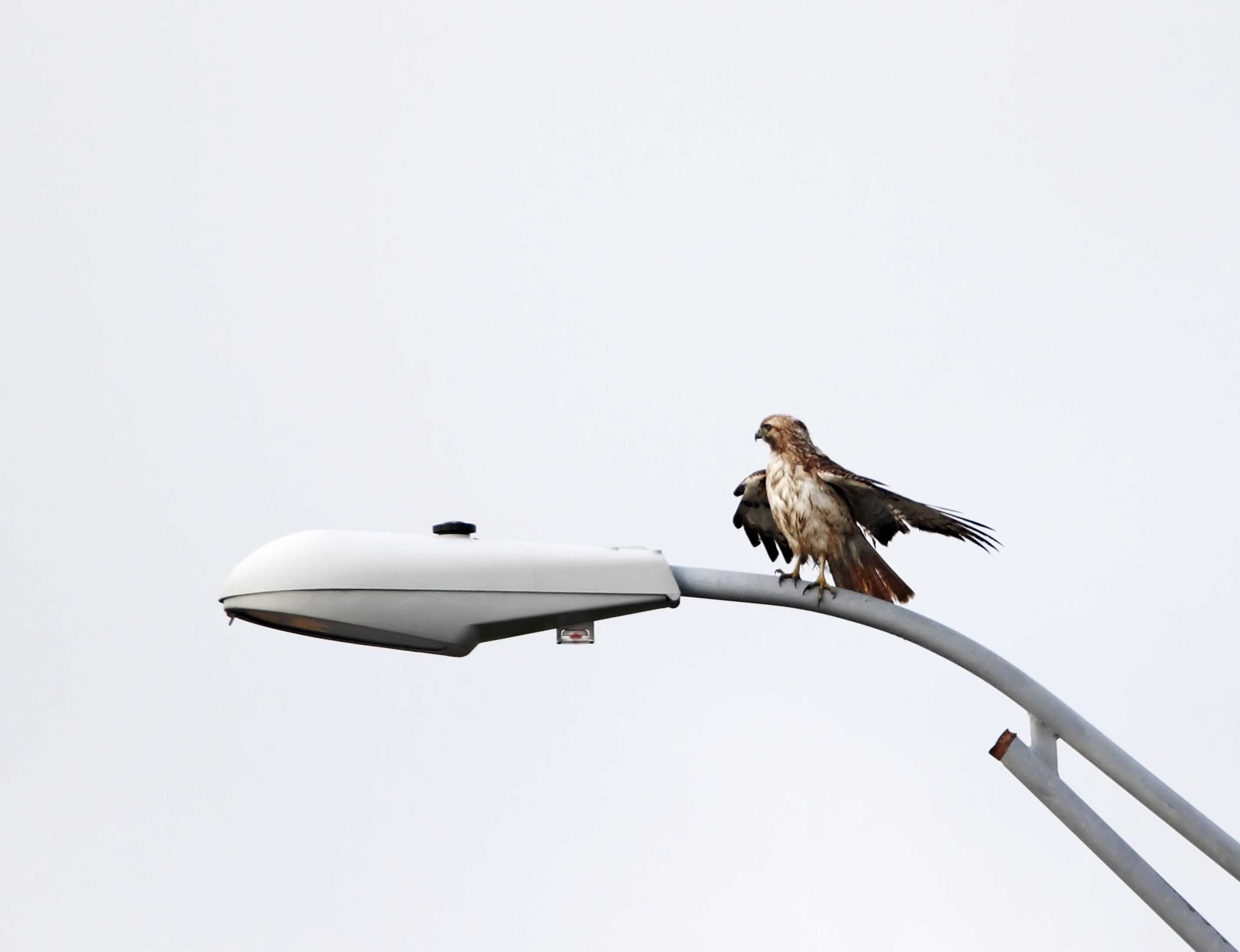 Red-tailed Hawk_5498.jpg
